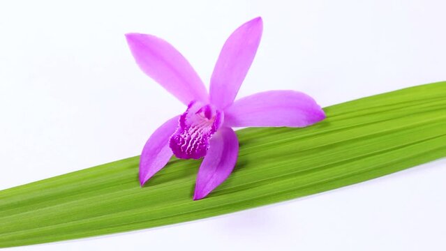 シランの葉と花　回転
