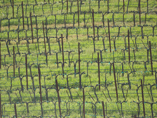 Grape vines in early spring at a winery near Paso Robles, California