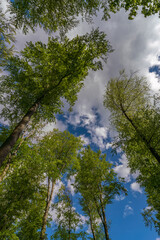 a view up into the tree top direction sky with blue cloudy sky