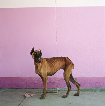 Starving, stray dog in Oaxaca, Mexico.