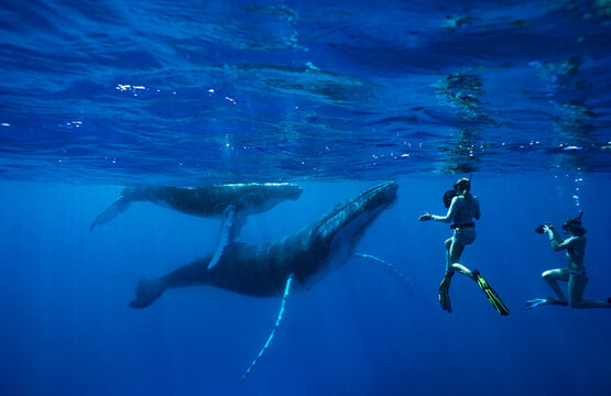 Snorkelers swimming with humpback whales in ocean, Kingdom of Tonga, Ha'apai Island group, Tonga