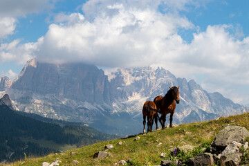 Fototapeta na wymiar Horses in the Italian Dolomites