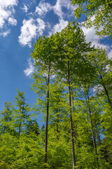 a view up into the tree top direction sky with blue cloudy sky