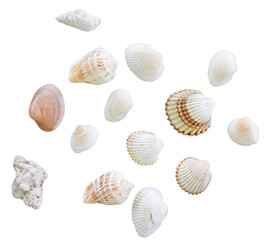 Sea shells. Various shapes. Isolated on white background.
