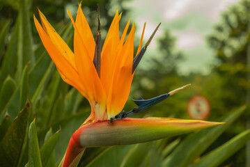 Strelizia - Flower Exotic