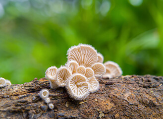 Schizophyllum commune or Splitgill mushroom , this mushroom is shaped like a fan. This fungus can be found in trees or rotten wood