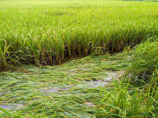 Rice plants in the fields collapsed due to the intensity of heavy rains and strong winds