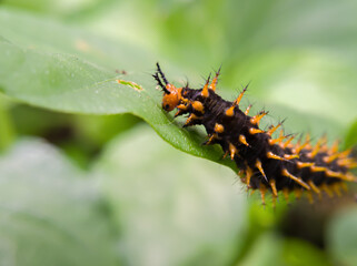A black orange caterpillar crawling on a leaf