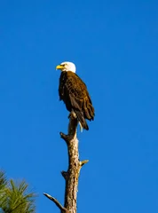 Poster american bald eagle on a branch © Michael