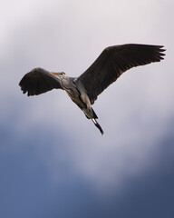 Garza al vuelo