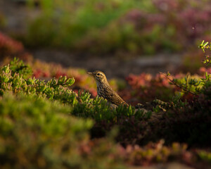 Fauna canaria
