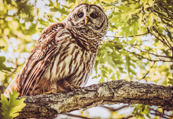barred owl on branch