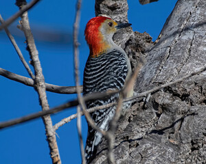 woodpecker on a sunny day