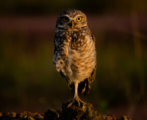 wl awakening in the dusk twilight