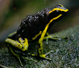 Poisonous frog carrying its girinus in the Amazon rainforest