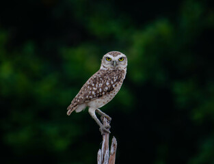 Owl watching its territory to scare away danger