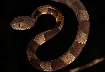 snake hunting in the dark of the amazon rainforest