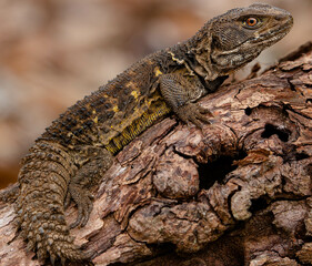 Pineapple tail lizard, found in the Amazon rainforest
