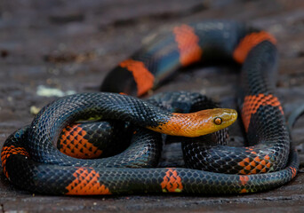 The beauty and color of Amazonian snakes