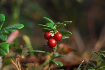 Obraz premium Tasty ripe lingonberries growing on sprig outdoors