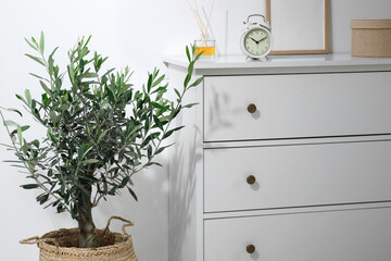 Olive tree in pot near white cabinet in room. Interior design