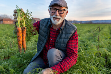 Farmer holding carrots in field