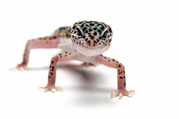 Leopard gecko lizard isolated on white background, reptile with beautiful skin,  sunglow leopard gecko, eublepharis macularius, animals close up