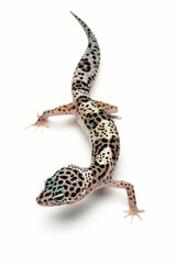 Naklejka premium Leopard gecko lizard isolated on white background, reptile with beautiful skin, sunglow leopard gecko, eublepharis macularius, animals close up