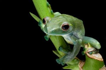 Jade tree frog sitting on branch with black background, Rhacophorus dulitensis, animal closeup