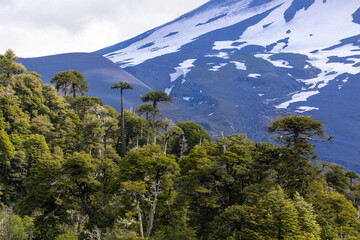 Araucaria Forest in the Andes of Chile