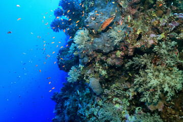Obraz na płótnie Canvas panorama coral reef underwater landscape seascape