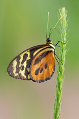 Fototapeta na wymiar Butterfly from Mindo, Ecuador