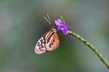 Butterfly from Mindo, Ecuador