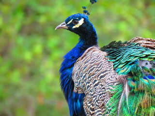 Fototapeta premium Peacock, Victoria, British Columbia