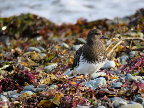 Ruddy Turnstone, Parksville, British Columbia