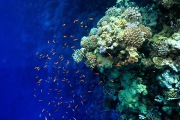 Foto op Canvas small fish on a coral reef underwater wildlife © kichigin19