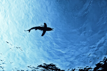 shark view from the depth silhouette, shadow, underwater photo, fear predator phobia