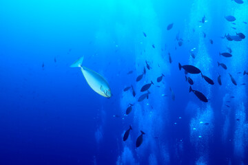 Fototapeta premium flock of fish diving bubbles blue background abstract nature