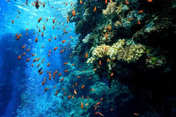 Obraz na płótnie Canvas small fish on a coral reef underwater wildlife