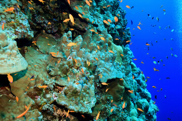 Obraz na płótnie Canvas panorama coral reef underwater landscape seascape