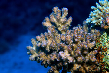 Naklejka na ściany i meble texture coral underwater reef background sea