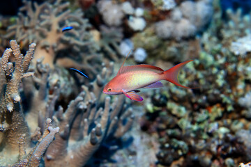 small fish on a coral reef underwater wildlife