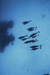 dolphins underwater photo, sea water wildlife