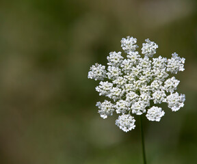 Close-up photo of beautiful tiny white flower blossom clusters forming a larger bloom isolated against a soft blurred green background with copy space.