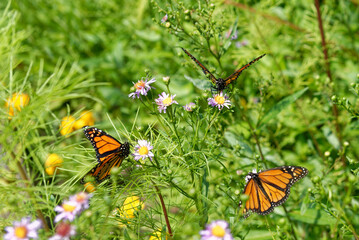 Monarch butterfly resting on plants in sunlight - 565773306