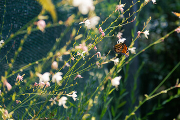 Monarch butterfly resting on plants in sunlight - 565773318