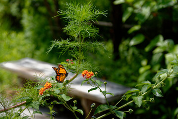Monarch butterfly resting on plants in sunlight - 565773344