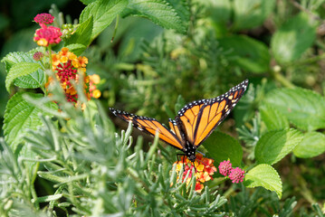 Monarch butterfly resting on plants in sunlight - 565773352