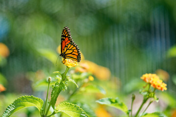 Monarch butterfly resting on plants in sunlight - 565773370