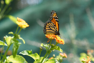 Monarch butterfly resting on plants in sunlight - 565773372